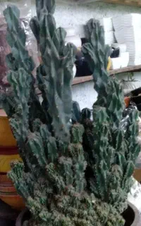 کاکتوس صخره‌ای 1 میلیون تومان