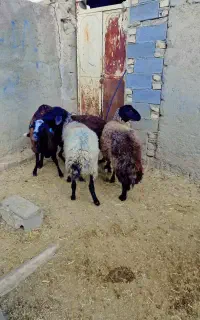 میش هترو
