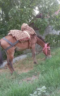 قاطر نر