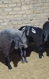 بره نر چاق کشتاری