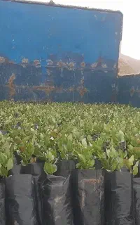 نهالستان پسته