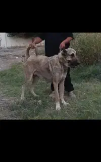 سگ ماده سرابی