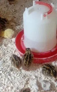 جوجه بلدرچین ۷ روزه