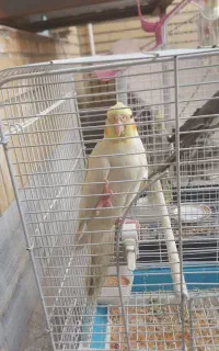 پرنده