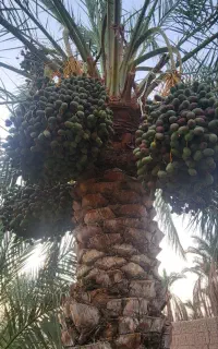 حراج فوری درخت خرما