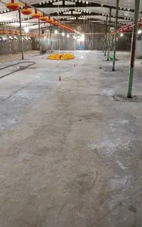 کار پرورش بوقلمون