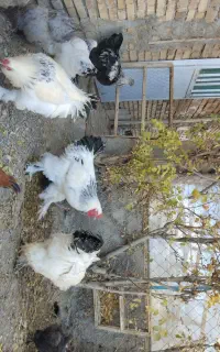 سلام تخم‌مرغ نطفه دار برهما