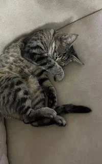 گربه ناز ماده عقیم شده