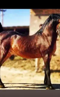 خرید و فروش اسب