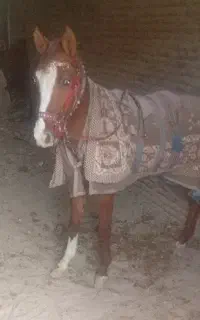 اسب