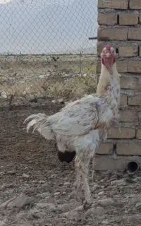 خروس لاری
