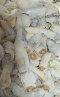 ملوک صدف استوانه