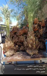 فروش نخل درجه یک وانواع نهال مرکبات درجه یک