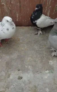 سه تا کبوتر