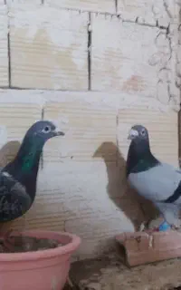 یک جفت سبز آلمانی