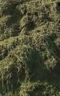 یونجه درجه1(کاه)