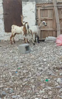 دو عدد کهر نر