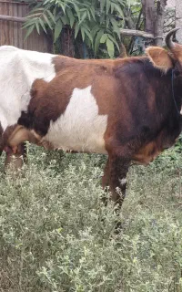 گاو گوساله نر