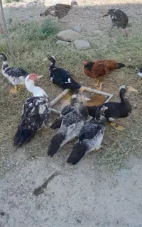 ۱۰ عدد بچه اردک اسرایلی
