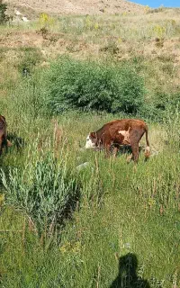 گوساله سیمینتال