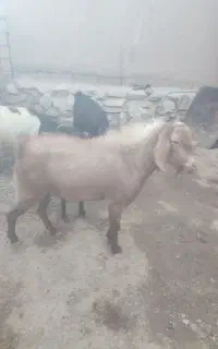 بزغاله ‌پاکستانی
