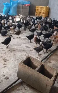 جوجه محلی