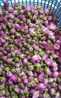 قزل گولن غنچه سی سفارشوز ثبت اولار
