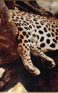 تابلو فرش نفیس