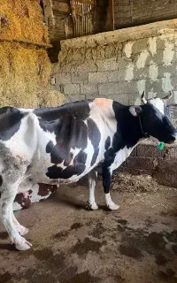 گاو دورگ