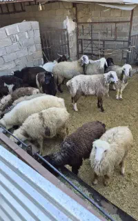 ب یک کارگر متاهل برای کار در گاوداری نیازمندم