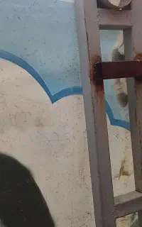 قالی