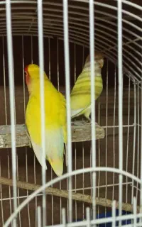 دو جفت برزیلی مولدو یک عدد برزیلی کاسکویی