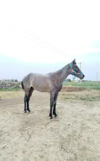 اسب‌‌مادیان‌