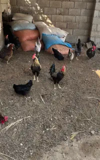 مرغ و خروس محلی