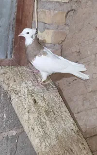 کبوتر