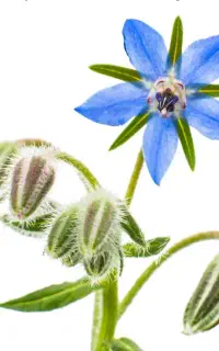 دارو گیاهی