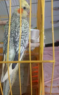 عروس هلندی گل باقلی