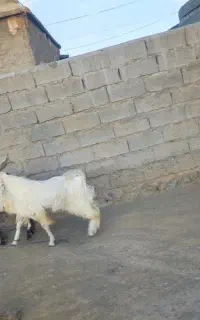 فروش گوسفند نر و ماده