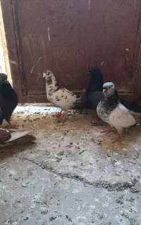 سلام دوستان یکاددکفتروقمت