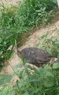 جوجه بوقلمون