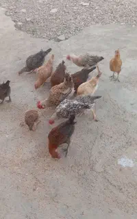 جوجه بومی