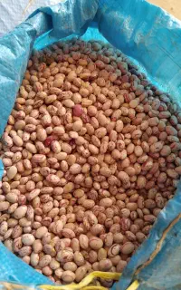 لوبیا چیتی