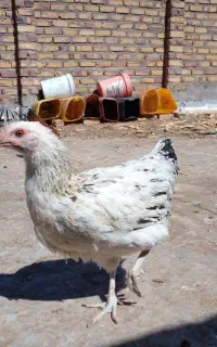 تعدادی طاقچه گلپایگانی فروشی .فوری