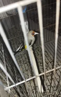 سهره کرمانی عتیقه