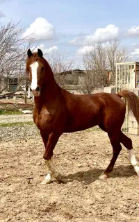 کشش اسب سیلمی تاراج