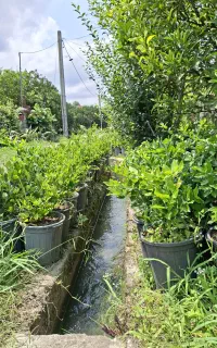 یاس هلندی سطل ۱۲