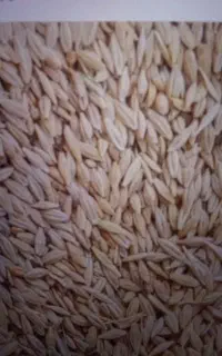 فروش جو محلی