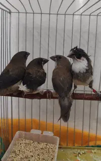 فنچ بنگالی پرستار