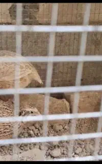 اسباب بازی0کفتر0بلدرچین