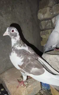 کبوتر گم شده